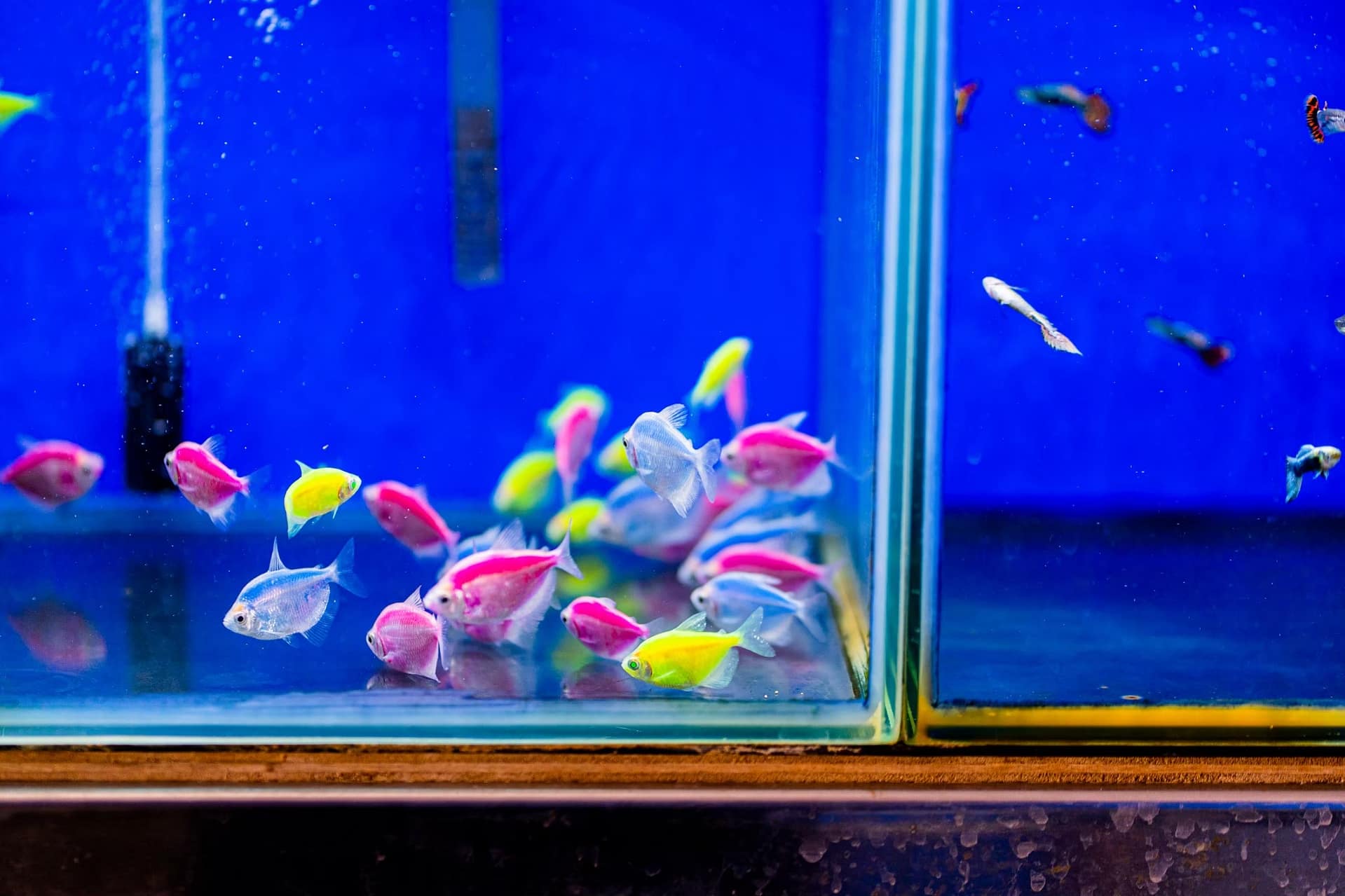 磚魚：圖片 2
