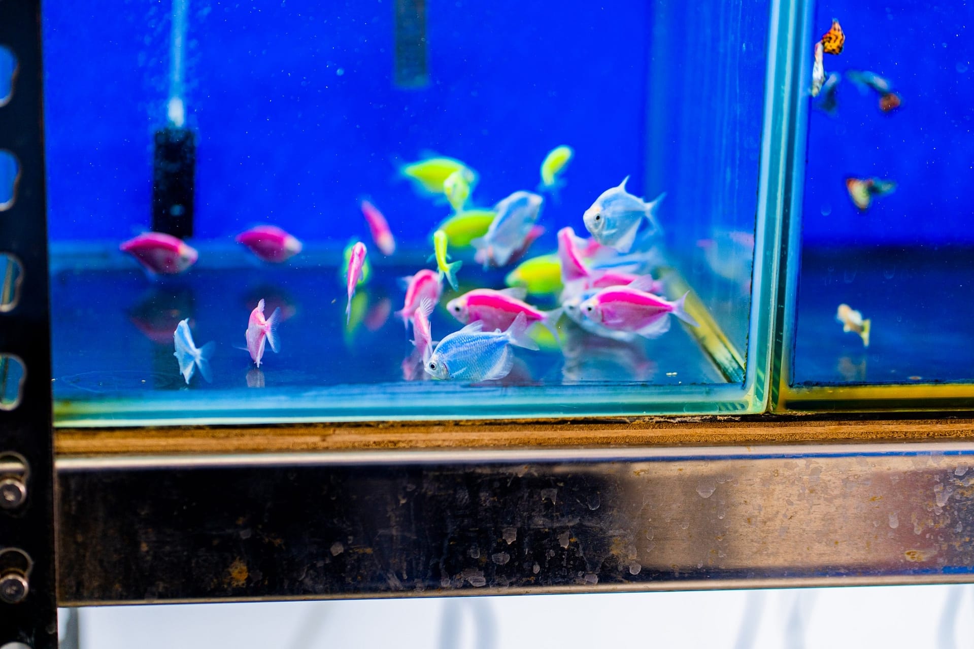 漁淼水族館