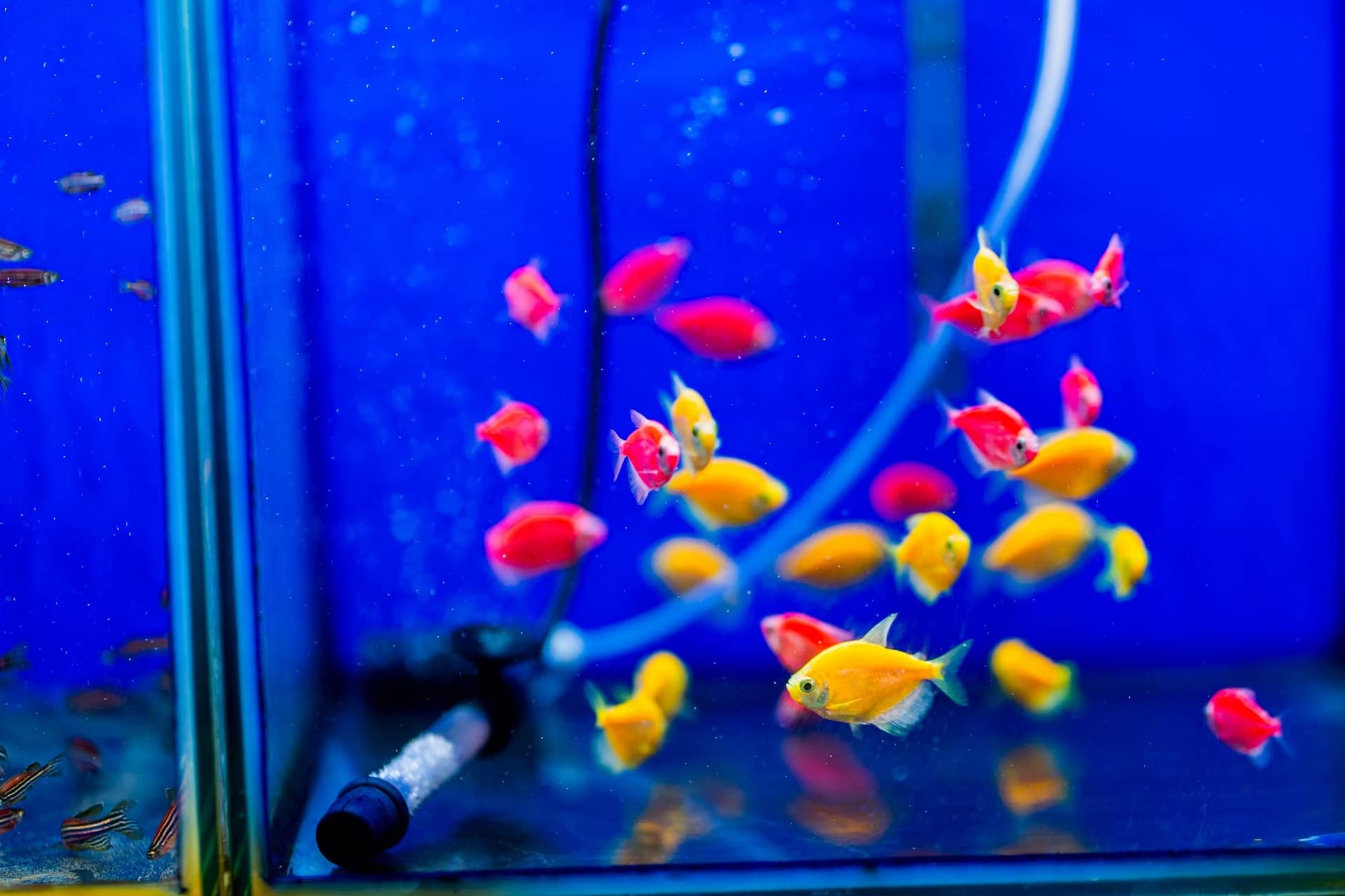 磚魚