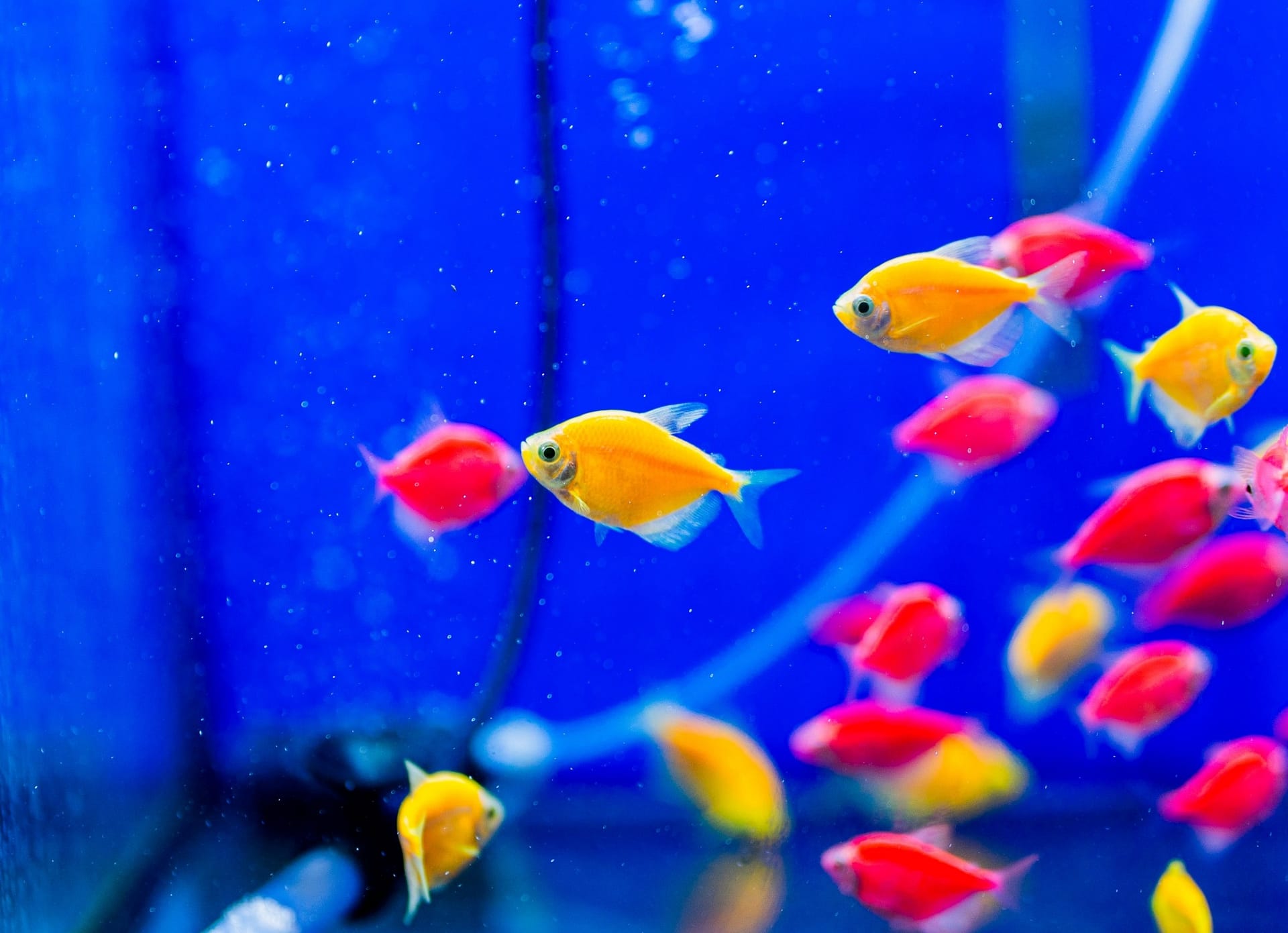 磚魚
