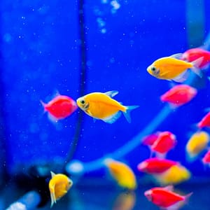 磚魚